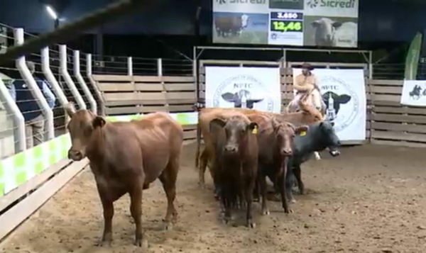 Feira de Terneiros gira R$ 1,49 milhão em Cachoeira do Sul 