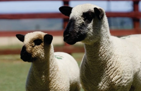 Remate de elite abre a 22ª Expovinos