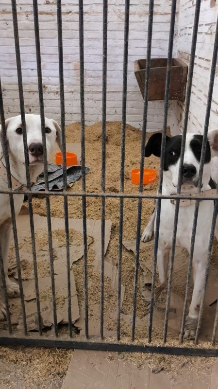 Cães abrigados no Sindicato Rural retornam ao DVS
