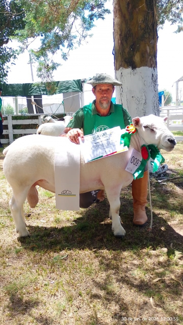 Texel de Cachoeira brilha na Feovelha