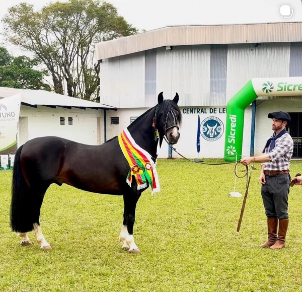 Cavalo de Santa Cruz é o melhor da raça crioula na 76ª Feapec