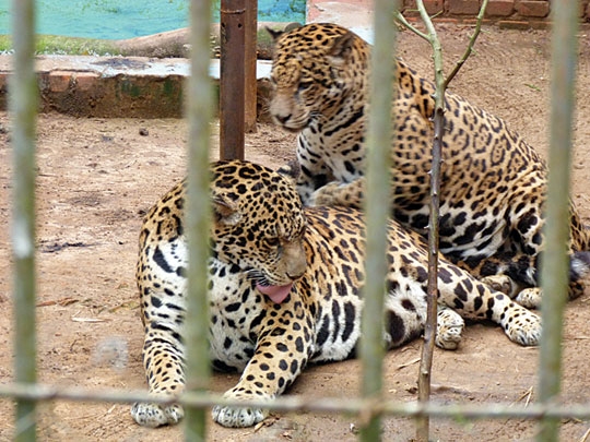 Zoo de graça em Cachoeira até quando?