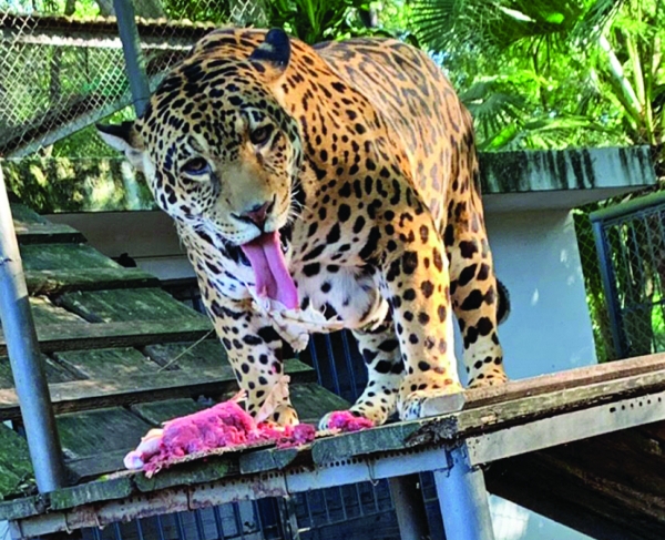 Onça Brisa é uma das mais velhas do Brasil