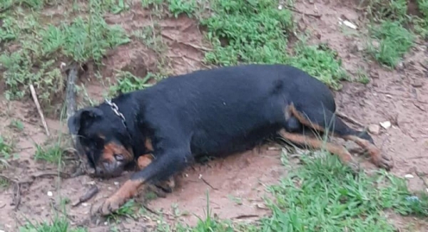 Cachorro é morto com um tiro em Cachoeira do Sul 