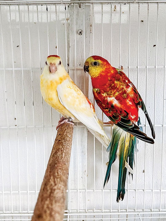 Criadouro Bragamonte: referência em criação legal de pássaros