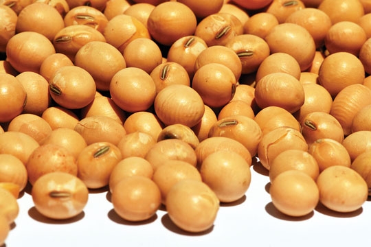 Baixa nas exportações de Cachoeira