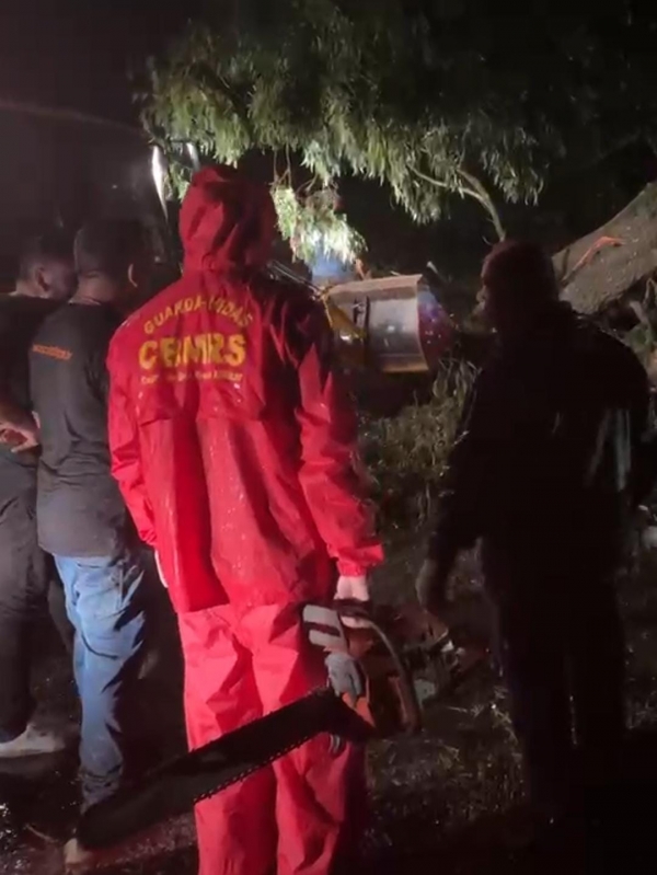 Árvore é removida e trânsito liberado na BR 153