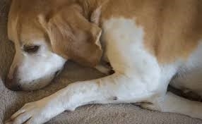 O que é dermatite seborreica canina?