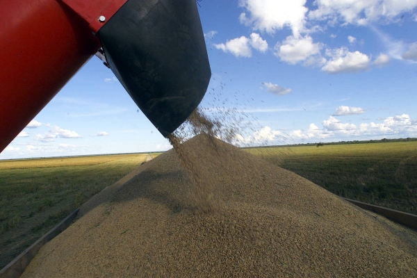 Lavoura produziu, mas não paga a conta do arroz