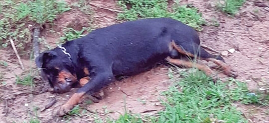 Cão é morto com um tiro de espingarda