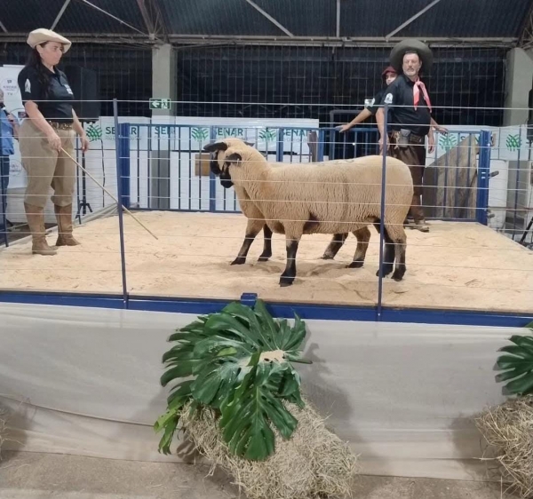 Remate da raça hampshire gira R$ 188,6 mil na 22ª Expovinos 