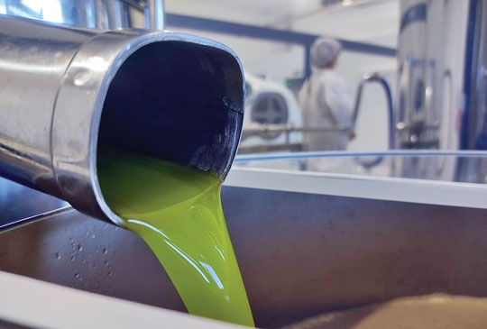 Safra excelente nas oliveiras