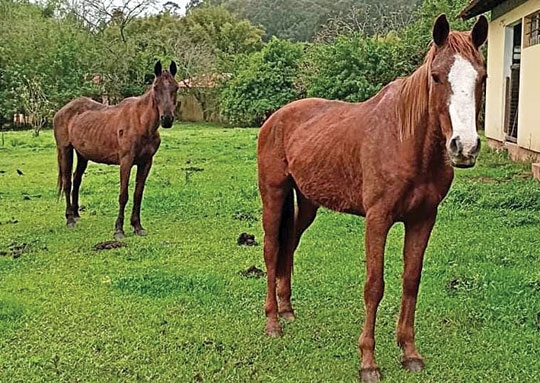 Suspeitos de furtar cavalos são presos