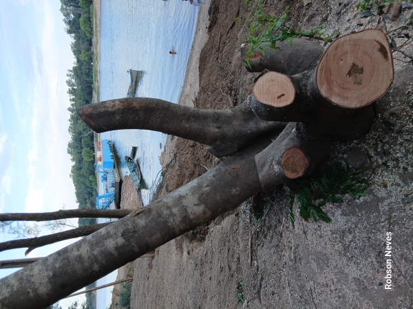 Árvores são removidas para operação da balsa na Moron