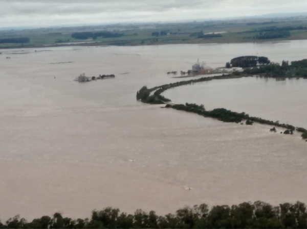 Irga vai ajudar os produtores de arroz afetados pela enchente de 2024