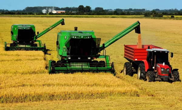 Arroz fecha com safra cheia em Cachoeira