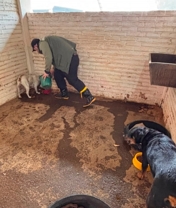 Prefeitura recolheu 18 animais em áreas atingidas pela enchente 