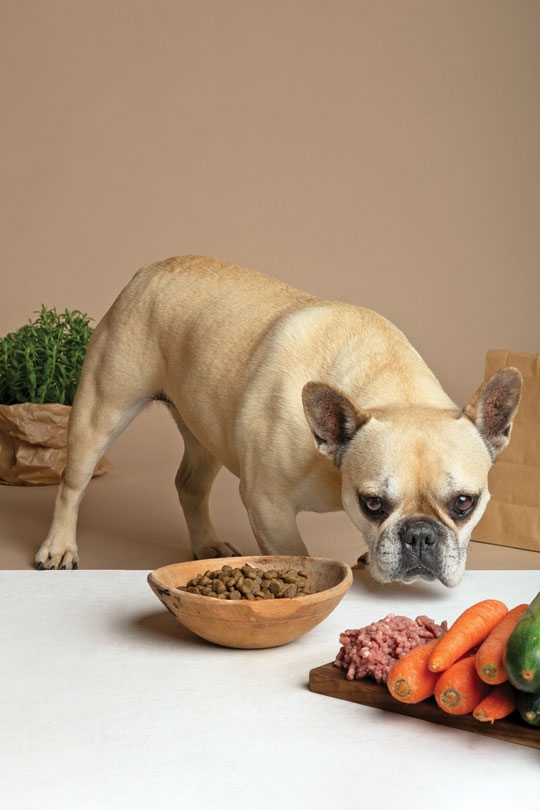 ALIMENTAÇÃO PARA CÃES IDOSOS