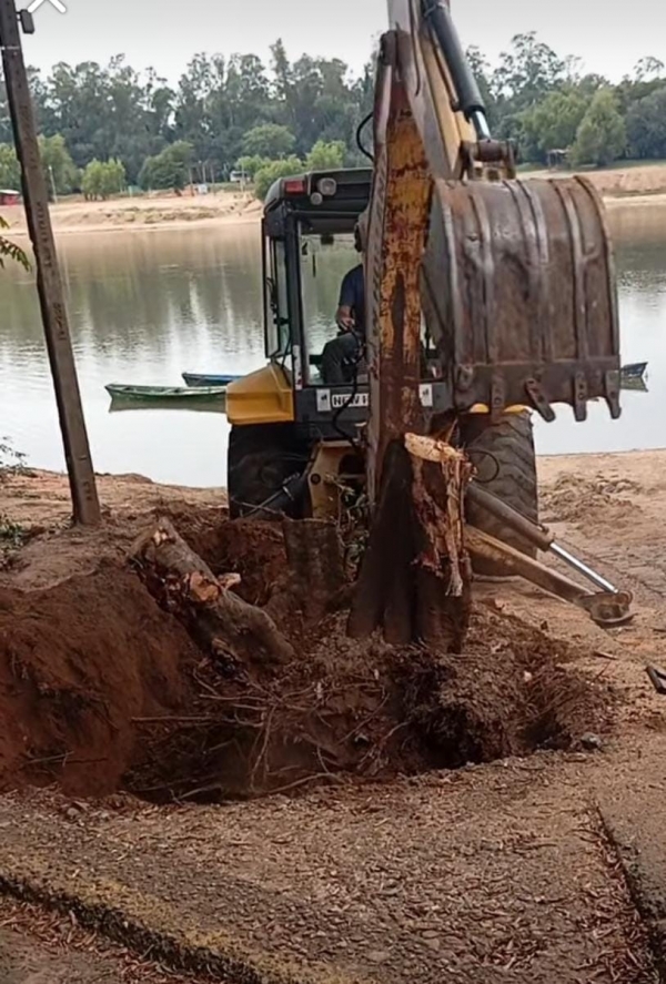 Árvores são removidas para operação da balsa na Moron