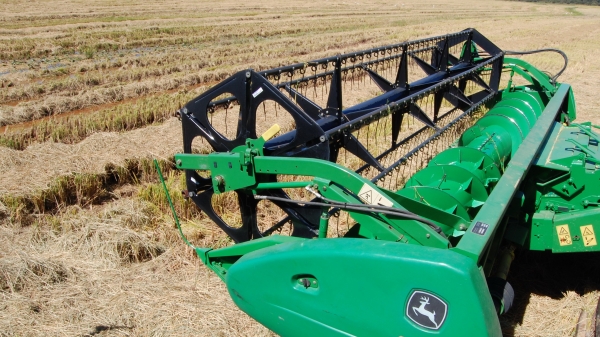 Boa arrancada na colheita do arroz