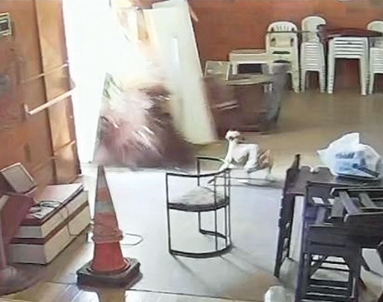 Cadela atropelada por picape na Imigrantes