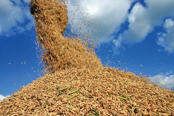 12º produtor de arroz do RS