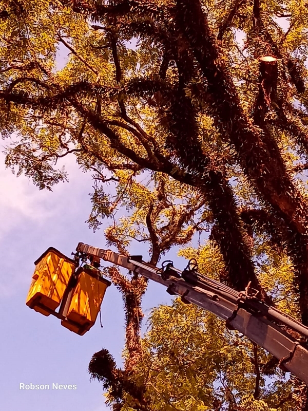 Operação com guindaste para retirar tipuana da Praça Bonifácio