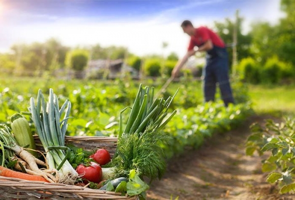 Seminário debate sobre Agricultura Familiar e Cooperativismo na Fenarroz
