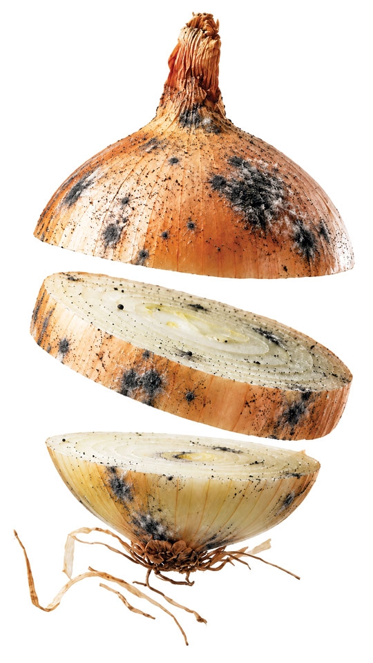 MANCHAS PRETAS NA CEBOLA: É SEGURO CONSUMIR OU MELHOR DESCARTAR?