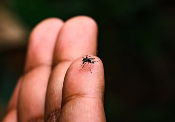 Novo Cabrais registra 29 casos de dengue