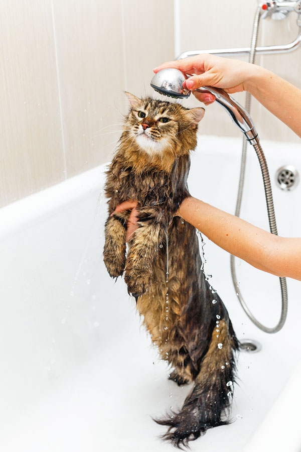 GATO NO CHUVEIRO:  SIM OU NÃO?