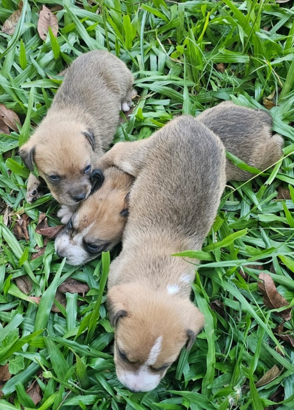 Decretada a prisão preventiva de suspeito de jogar cães fora