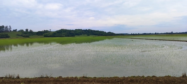 Plantio de arroz chega a 10% da área em Cachoeira