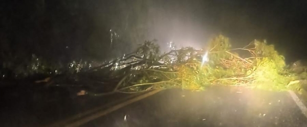 Temporal causa queda de árvores em Cachoeira do Sul 