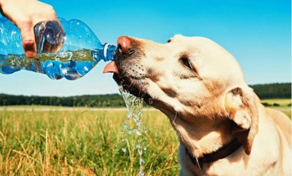 Hidratação do Pet no verão e enriquecimento ambiental
