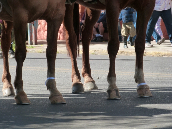 Cerca de 500 cavalos cadastrados para o desfile em Cachoeira