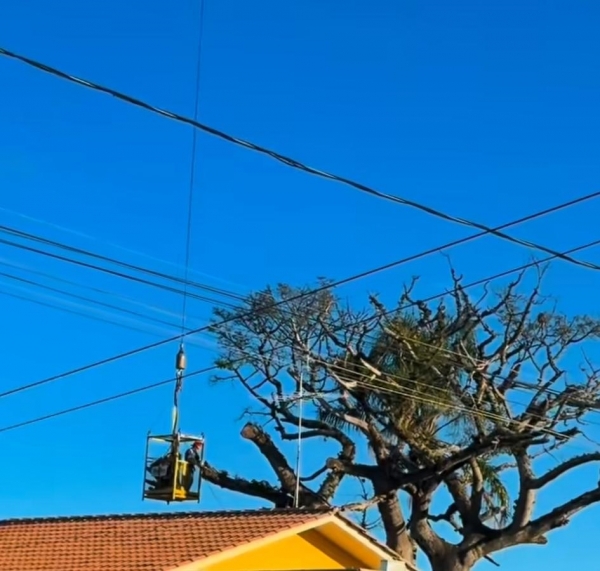 Corte de árvore pela Prefeitura gera ocorrência ambiental