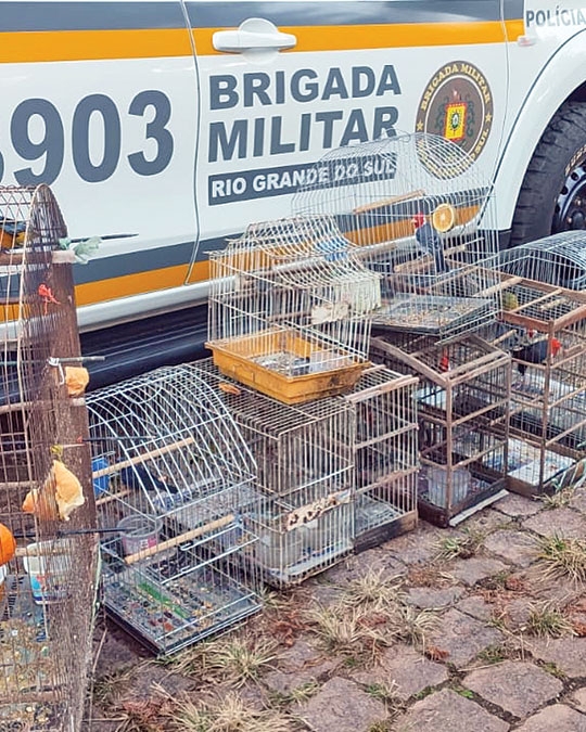 BM apreende pássaros em cativeiro