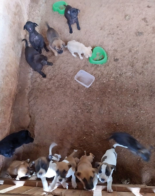 Jockey abriga animais desalojados