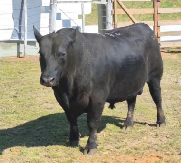 Angus da Cabanha Madrugada é campeão na 91ª Expofeira de Caçapava 