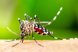 Cachoeira do Sul vai receber vacina contra a dengue 