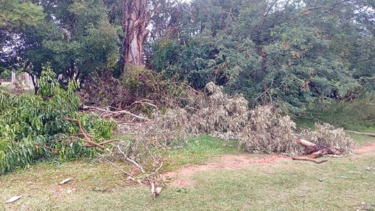 Galhos de árvore permanecem na rua após poda