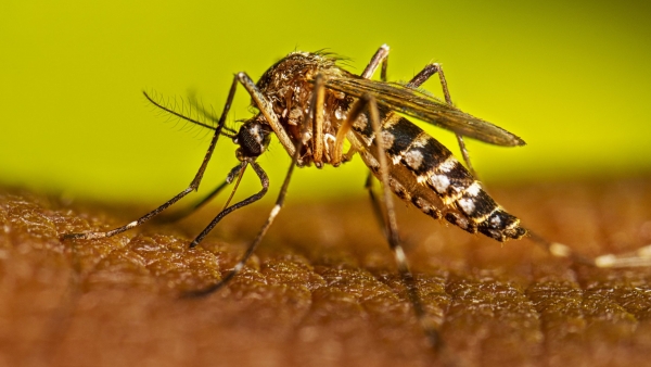 Cachoeira chega a quatro mortes por dengue neste ano