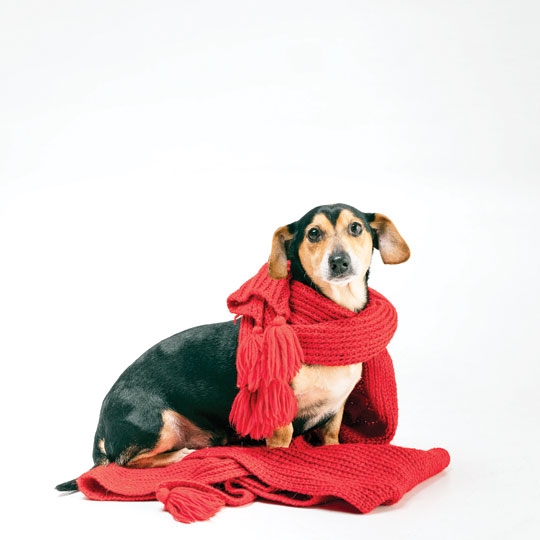 PET COM FRIO