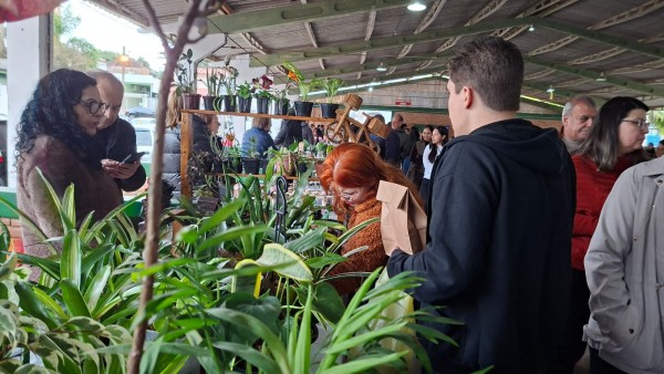 Plantas ornamentais à venda no Mercado de Pulgas